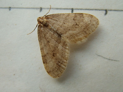Northern Winter Moth